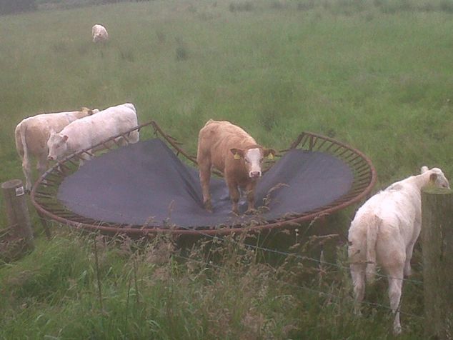 Cow trampoline
