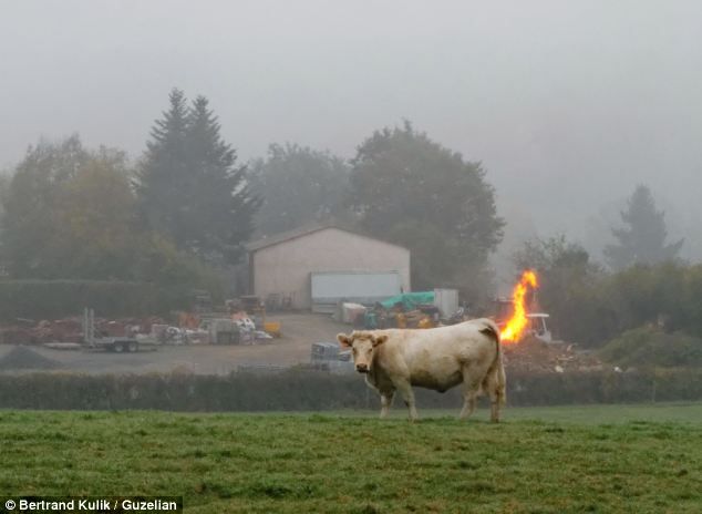 Cow fart