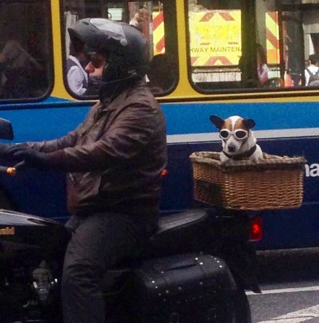Dublin-Dog.jpg