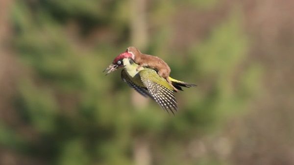 woodpeckerweasel