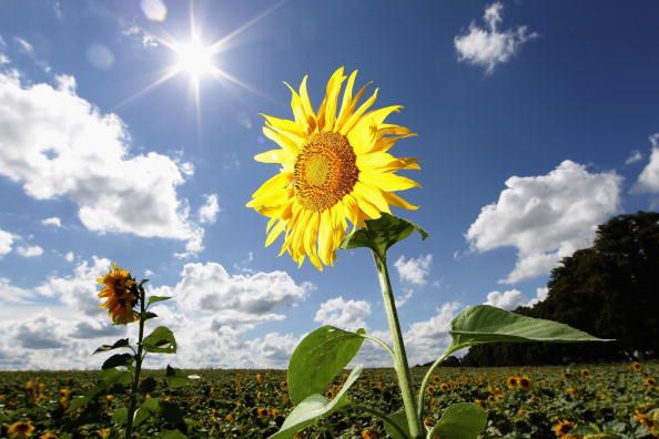 ALTLANDSBERG, GERMANY - AUGUST 16:  Sunflowers are in full bloom on a sunny day on August 16, 2010 in Altlandsberg near Berlin, Germany. After a period with storm and rain temperatures are forecast to reach sunny 20 degrees Celsius.  (Photo by Andreas Rentz/Getty Images)