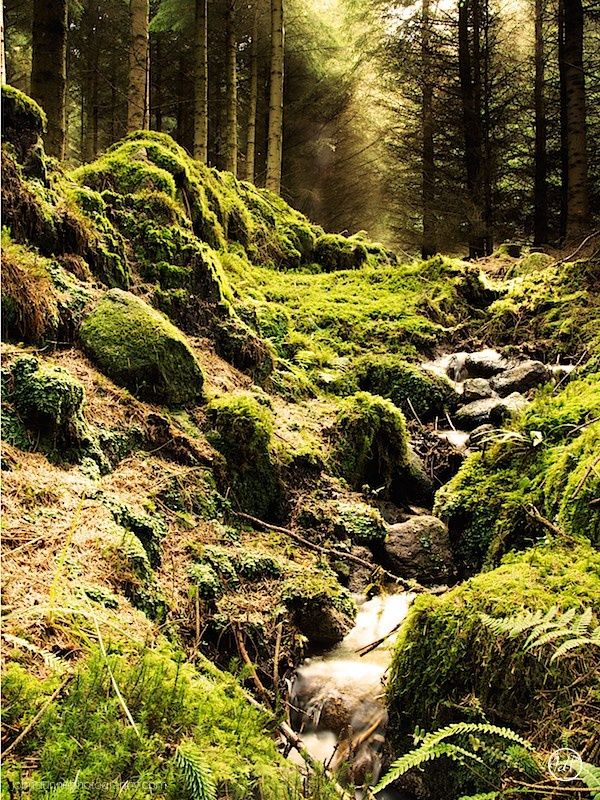 A bubbling brooke deep in the woods of the Dublin Montains in Ireland surrounded by moss covered rocks, the hazy light from the setting sun spills through the trees in the background.