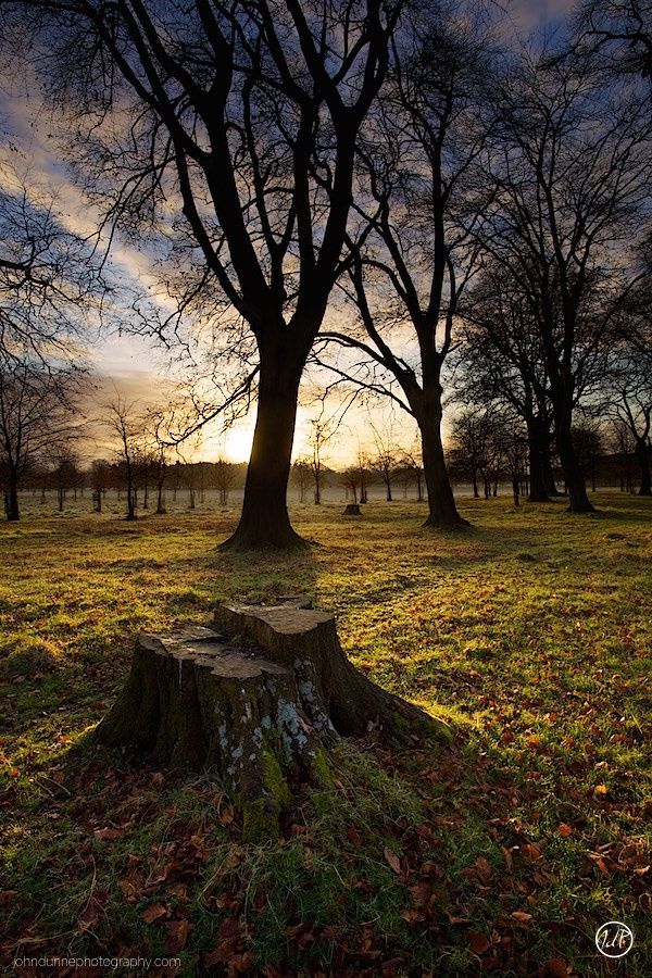 Sunrise in Phoenix Park, Dublin, Ireland with a tree stump in the forground and tress and fields in the background.
