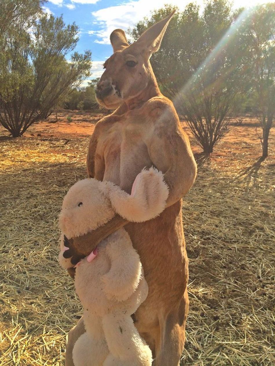 Kangaroo3