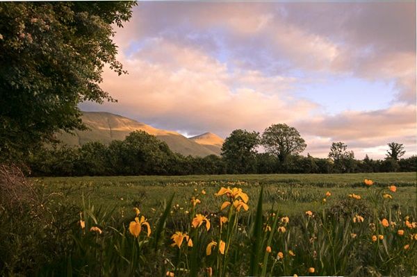Midlands of Ireland: Tipperary: Glen of Aherlow: Galtee Mountains.  A photograph of yellow flag irises in the Glen of Aherlow.  The Galtee Mountains are in the background.