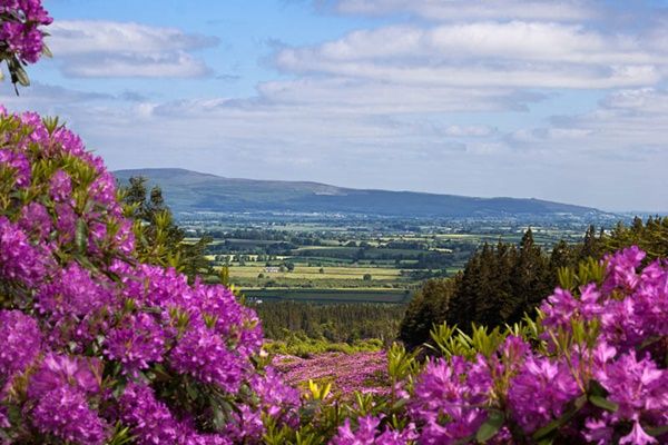 Midlands of Ireland: Tipperary: Knockmealdown Mountains. A view of rhododendron near The Vee in the Knockmealdown Mountains.  The hillsides are covered in rhododendron in June.