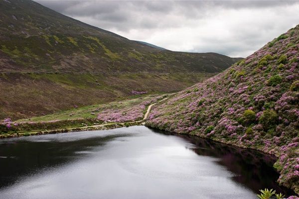 Midlands of Ireland: Tipperary: Knockmealdown Mountains. A view of Bay Lough near The Vee in the Knockmealdown Mountains.  The hillsides are covered in rhododendron in June.