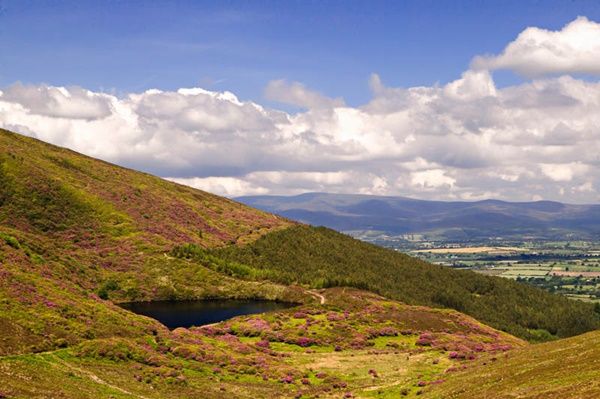 Midlands of Ireland: Tipperary: The Vee. This photograph was taken from near the top of The Vee (or The Gap) in the Knockmealdown Mountains, looking down onto Bay Lough.   The mountainside is covered in Rhododendron.  The mountains in the distance are the Galtee Mountains