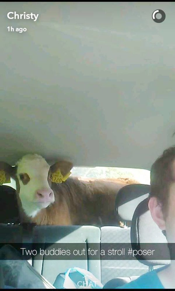 calf in car