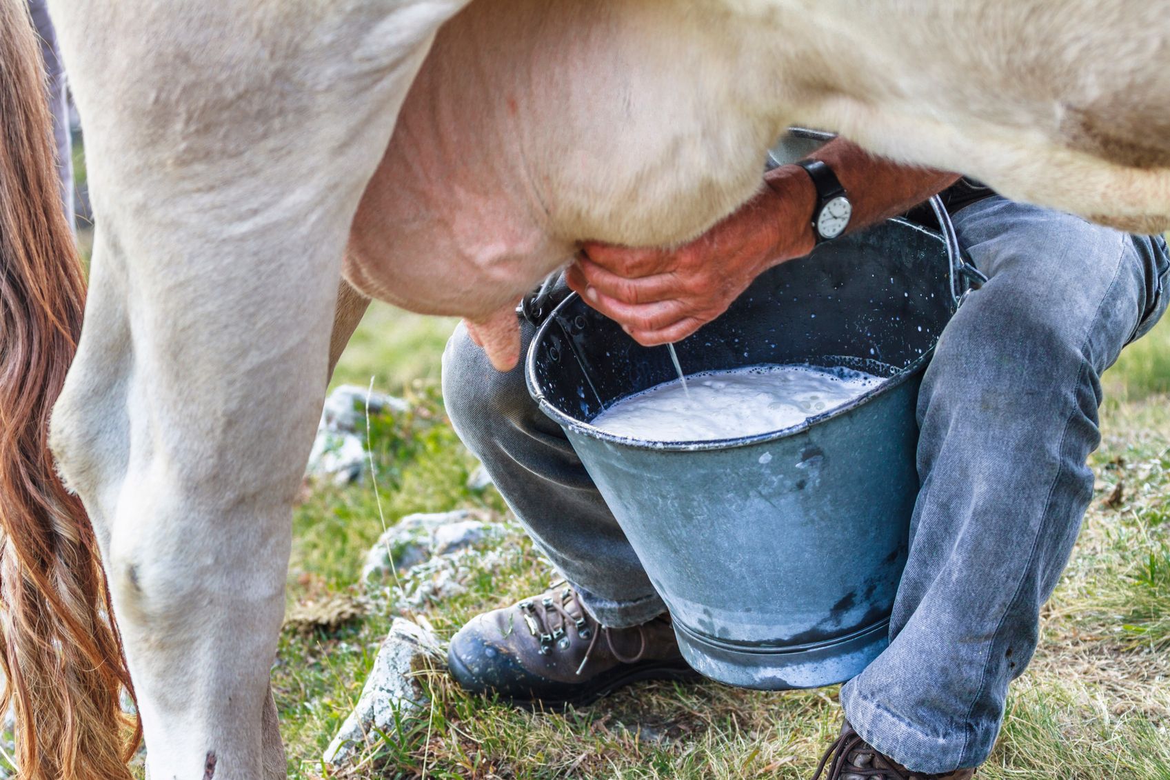 The farmer milks a cow. Milk flows in a bucket.