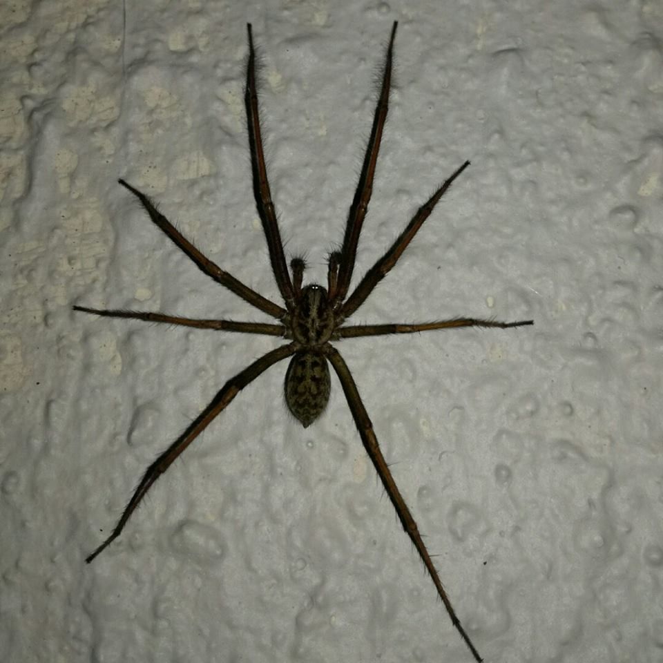 spidermayo1