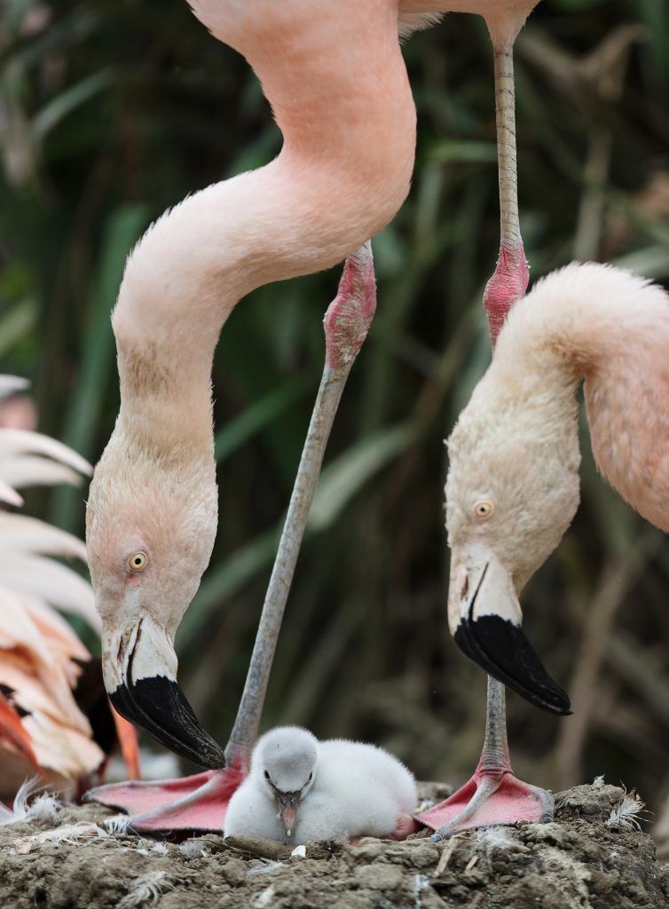 Dublin Zoo flamingo chicks 1
