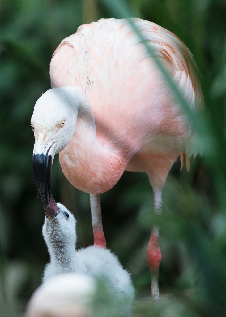 Dublin Zoo flamingo chicks 3