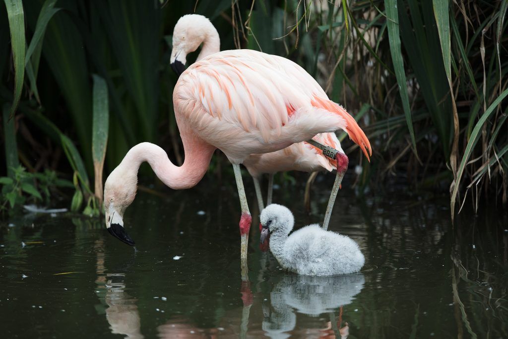 Dublin Zoo flamingo chicks 4