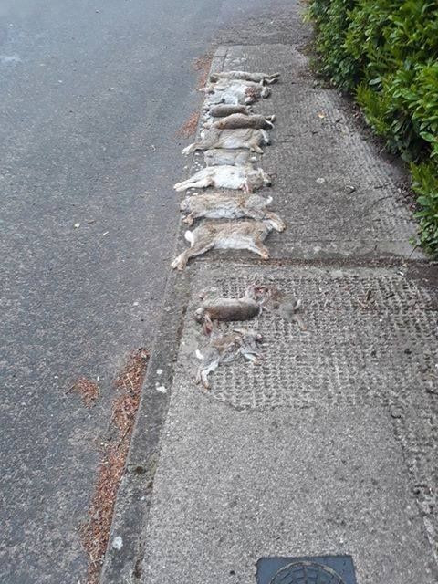 Dead rabbits Cork