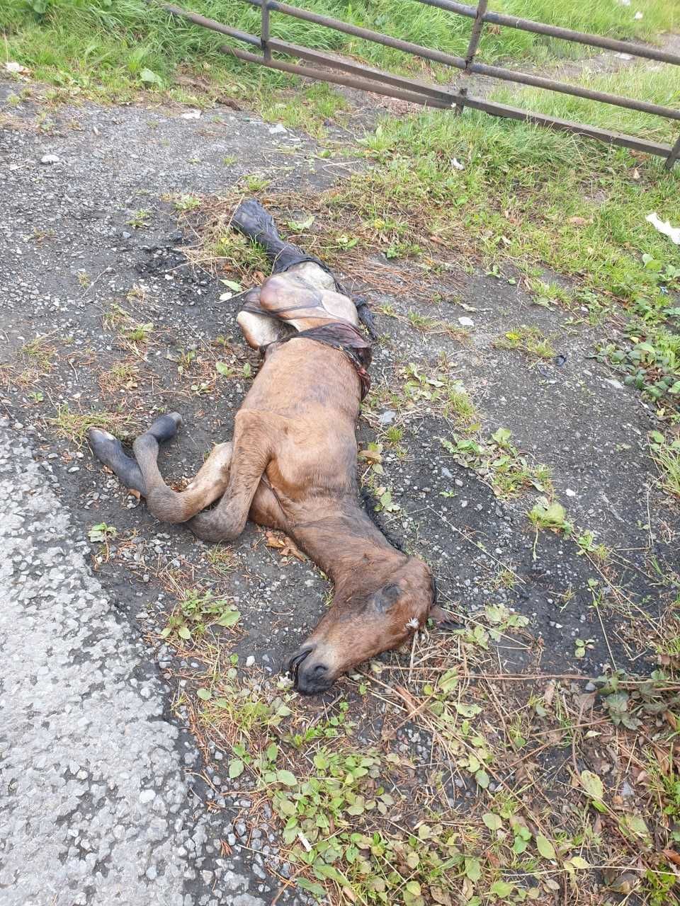 dead foal dublin